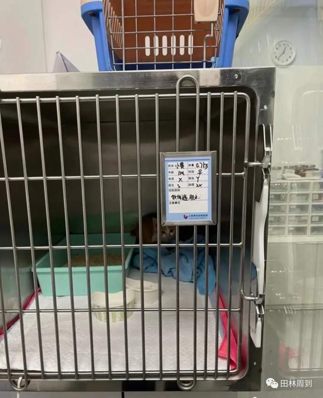 包含附近的宠物医院在哪里的词条
