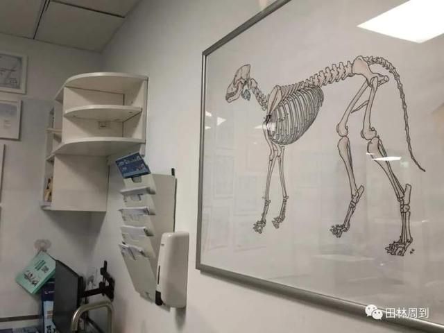 包含附近的宠物医院在哪里的词条