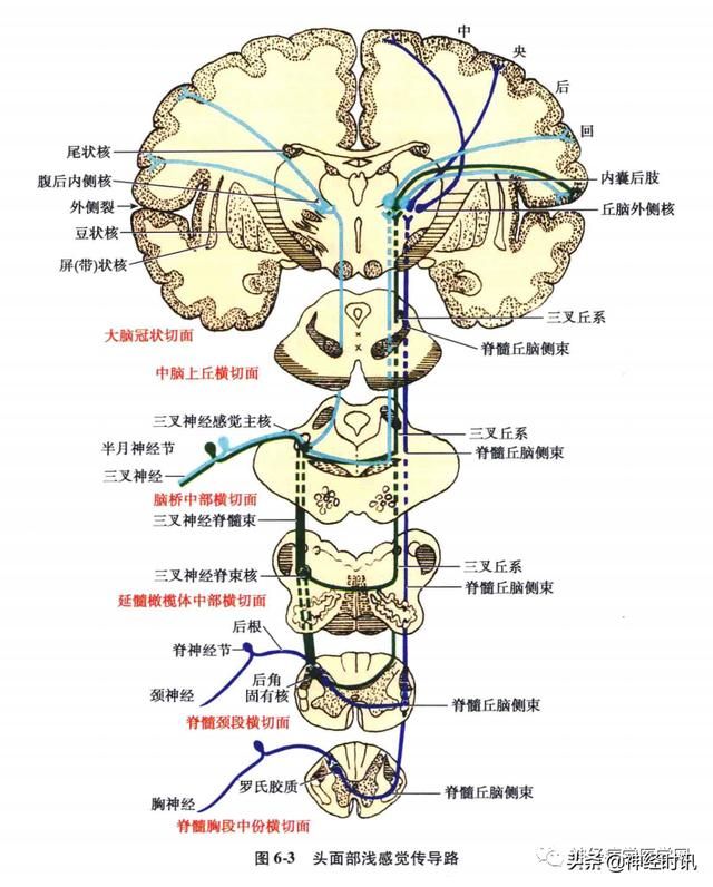 头温在哪里(情头在哪里找)