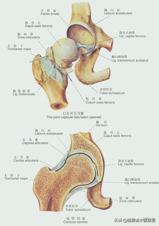 屁股线在哪(屁股先锋同人图)