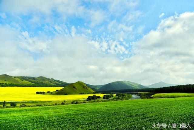 海拉尔油菜花在哪里(海拉尔油菜花景区)