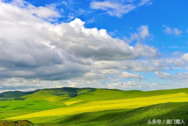 海拉尔油菜花在哪里(海拉尔油菜花景区)