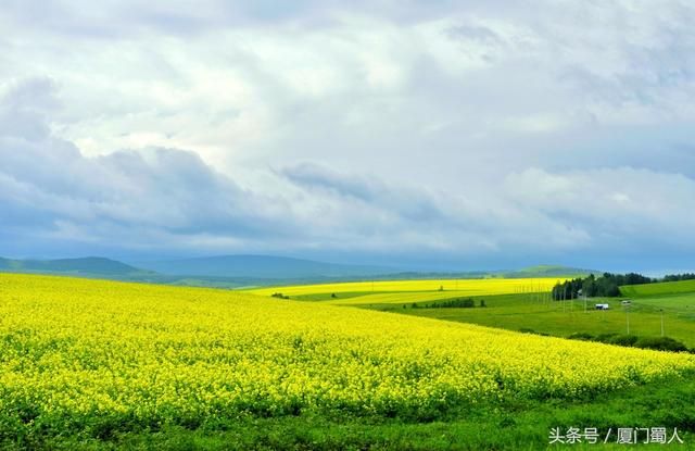 海拉尔油菜花在哪里(海拉尔油菜花景区)