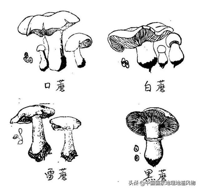 蘑菇在哪长的(铇戣弴浠斿摢閲屽)