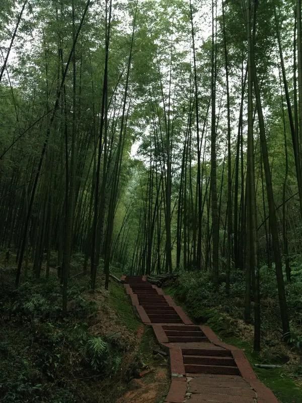 蜀南竹海在哪个县(蜀南竹海在哪里)