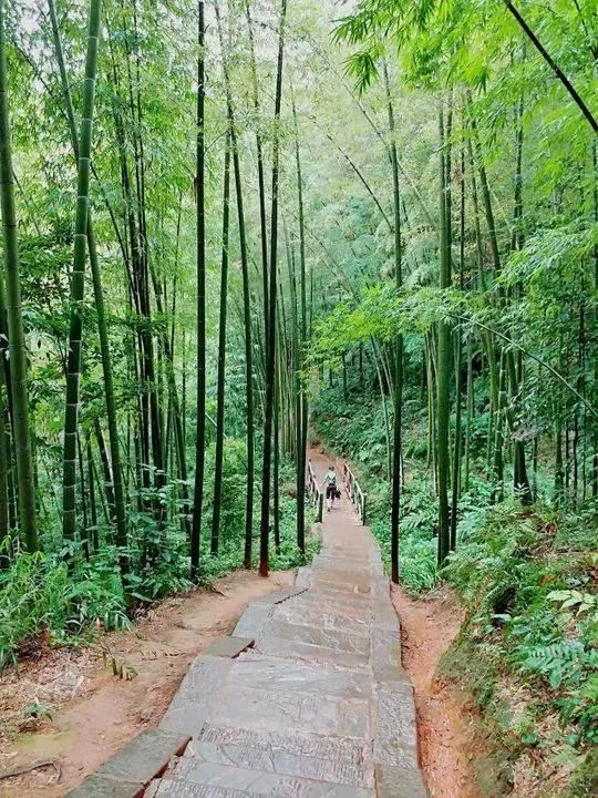 蜀南竹海在哪个县(蜀南竹海在哪里)