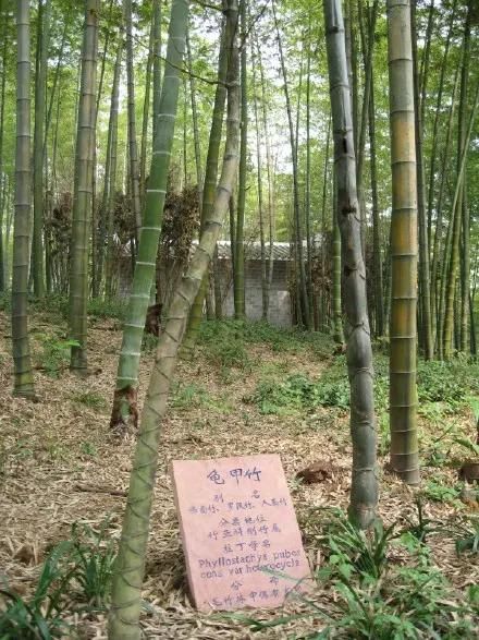 蜀南竹海在哪个县(蜀南竹海在哪里)