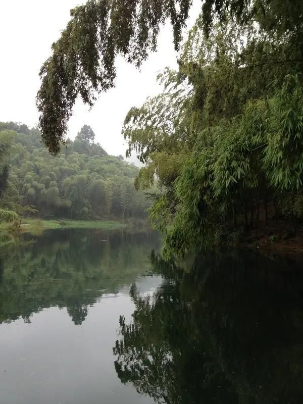 蜀南竹海在哪个县(蜀南竹海在哪里)