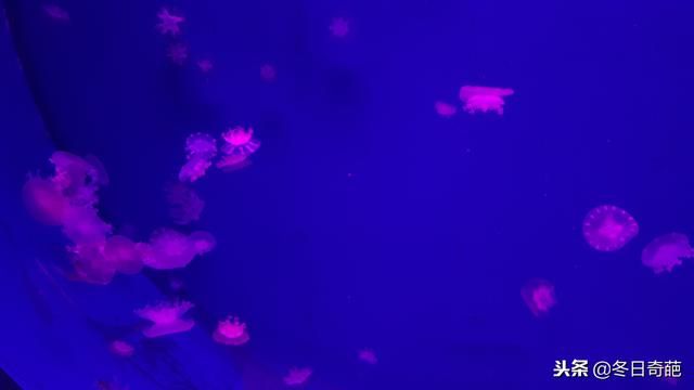 贵阳的海洋馆在哪里(贵阳极地海洋馆在哪里)