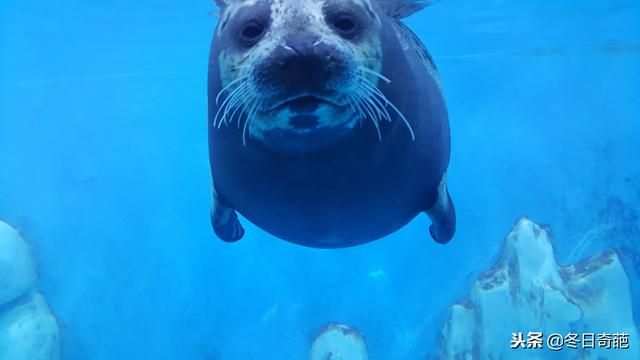 贵阳的海洋馆在哪里(贵阳极地海洋馆在哪里)