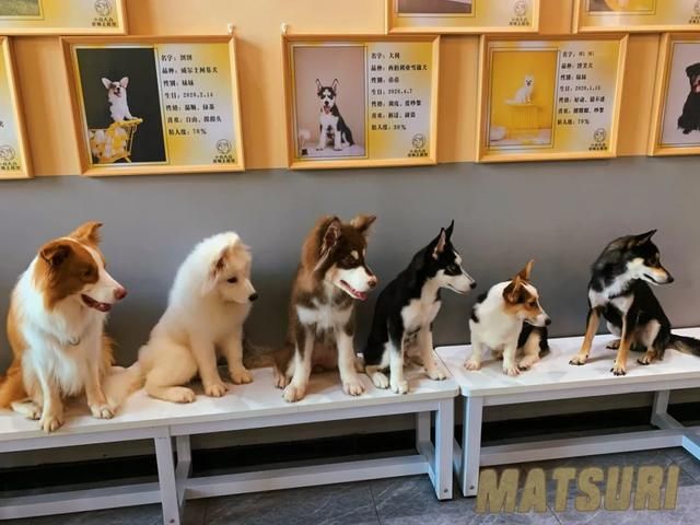 包含南宁宠物店位置在哪的词条