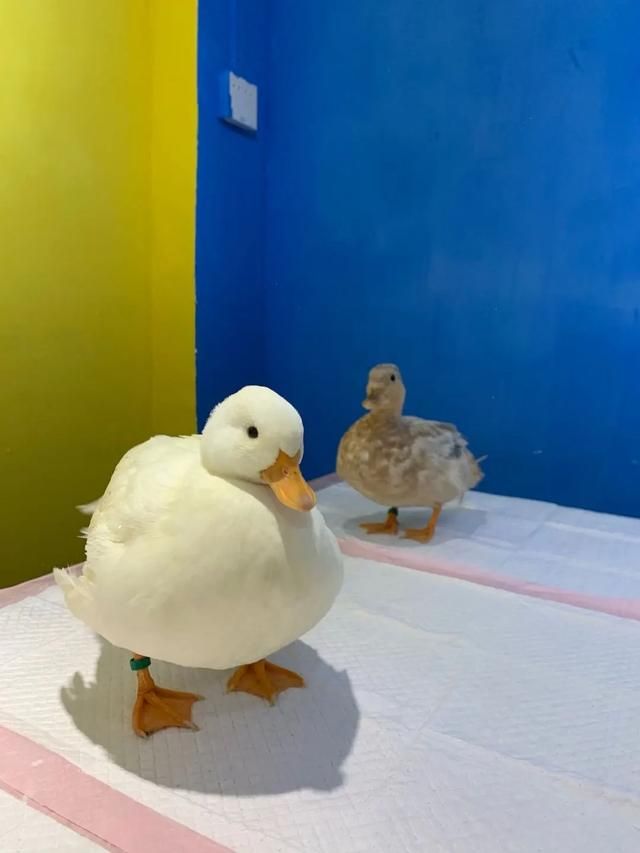 包含南宁宠物店位置在哪的词条