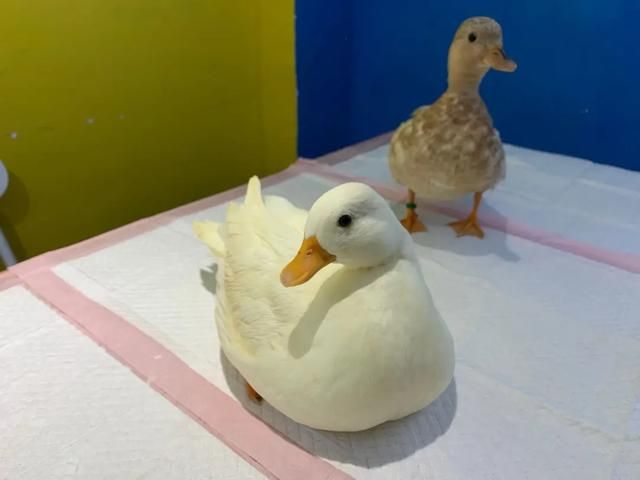 包含南宁宠物店位置在哪的词条