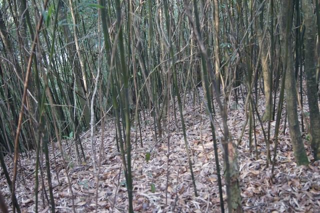 福州旗山在哪(福州旗山公园)