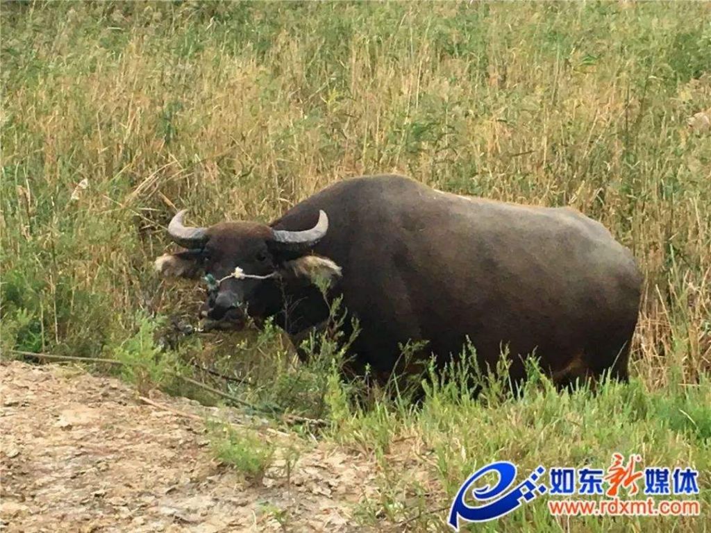 如东海子牛在哪里(如东海子牛精神)