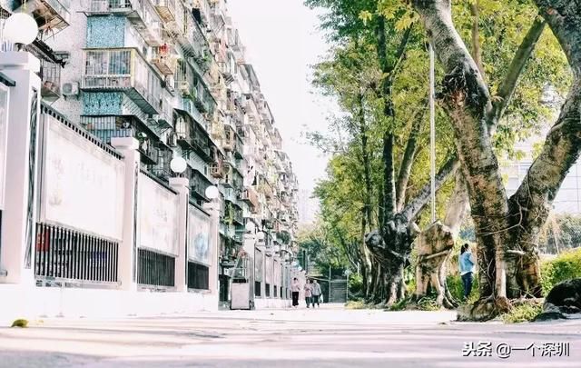 深圳香蜜湖在哪个区(深圳香蜜湖一号在哪个区)