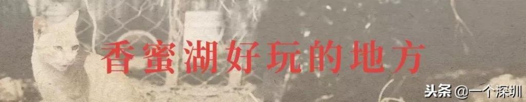 深圳香蜜湖在哪个区(深圳香蜜湖一号在哪个区)