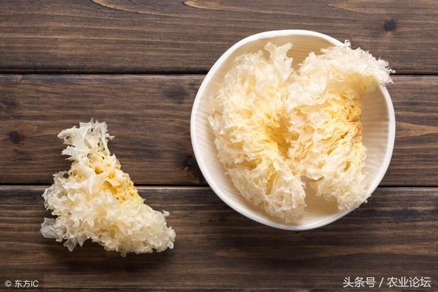 银耳在哪浇水的简单介绍