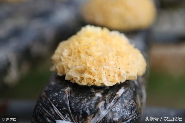 银耳在哪浇水的简单介绍