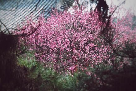 在哪里赏梅(在哪里上市有什么区别)