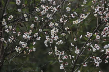 在哪里赏梅(在哪里上市有什么区别)