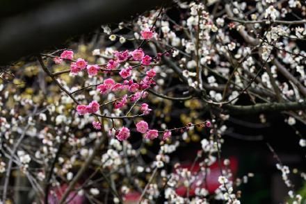 在哪里赏梅(在哪里上市有什么区别)