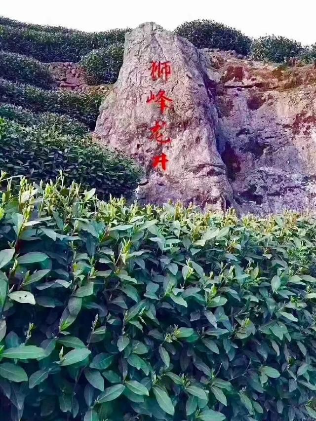 有茶在哪(油茶栽培)