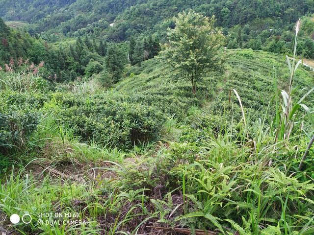 有茶在哪(油茶栽培)