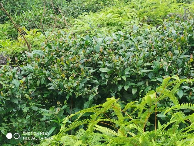 有茶在哪(油茶栽培)