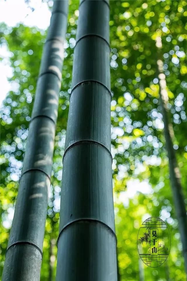莫干山蚕乐谷在哪里(莫干山蚕乐谷) 莫干山蚕乐谷在哪里(莫干山蚕乐谷)