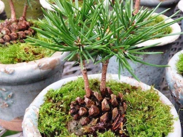 松树长在哪(松树长在哪里)