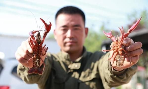 微山湖龙虾在哪批发(微山湖龙虾批发市场)