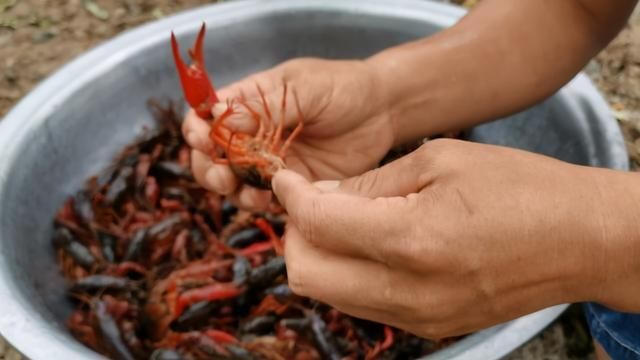 微山湖龙虾在哪批发(微山湖龙虾批发市场)