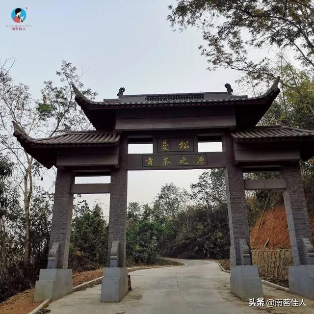 曼松在哪里(曼松茶产地在哪里)