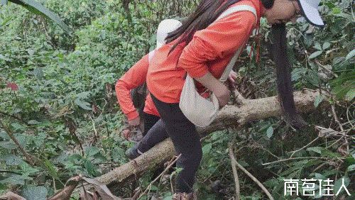 曼松在哪里(曼松茶产地在哪里)
