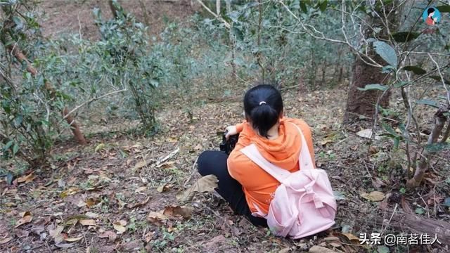曼松在哪里(曼松茶产地在哪里)