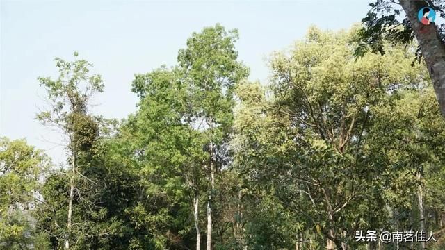 曼松在哪里(曼松茶产地在哪里)