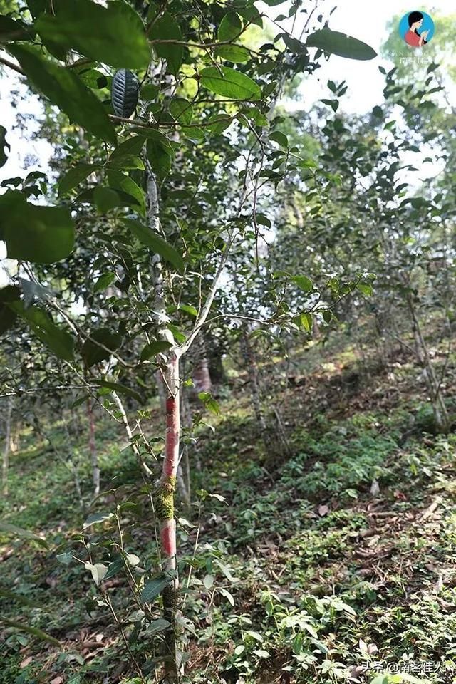 曼松在哪里(曼松茶产地在哪里)