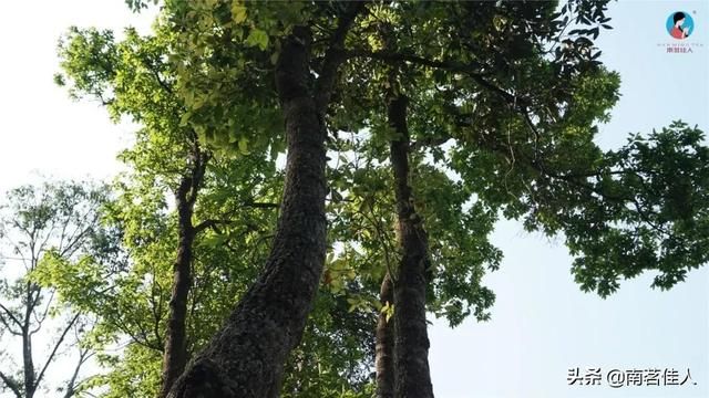 曼松在哪里(曼松茶产地在哪里)