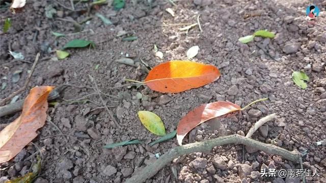 曼松在哪里(曼松茶产地在哪里)