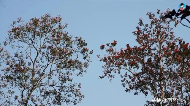 曼松在哪里(曼松茶产地在哪里)