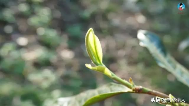 曼松在哪里(曼松茶产地在哪里)