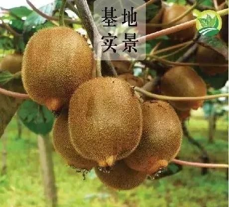 徐香在哪里(江山徐香在哪里)