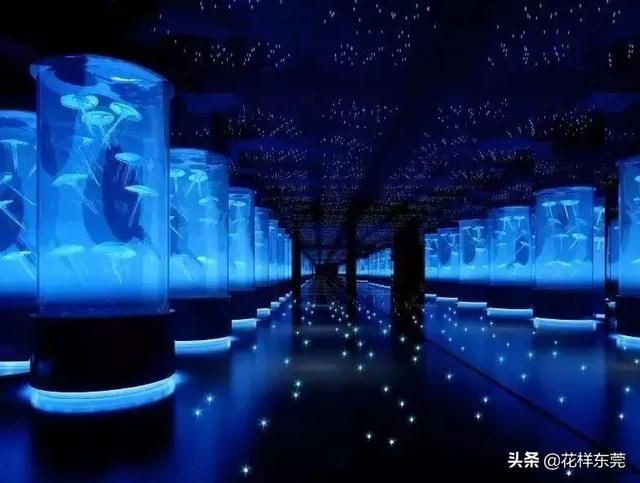 东莞海洋公园在哪里(东莞海洋公园)