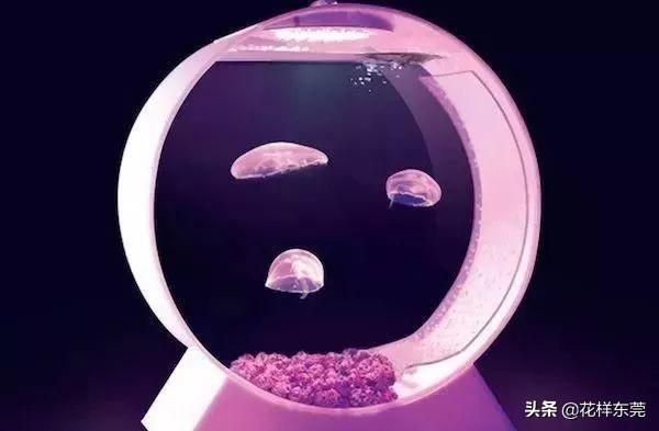 东莞海洋公园在哪里(东莞海洋公园)