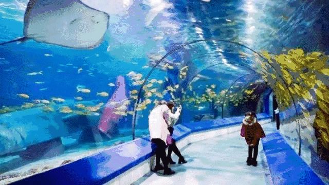 东莞海洋公园在哪里(东莞海洋公园)