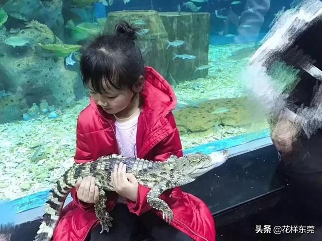 东莞海洋公园在哪里(东莞海洋公园)