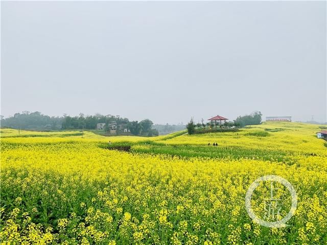 永川花海在哪里(王者花海在哪里啊)