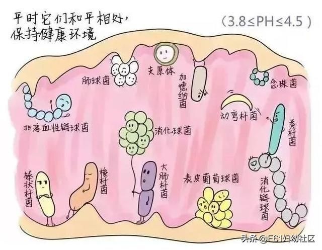 外阴壁在哪(外阴壁膨出)