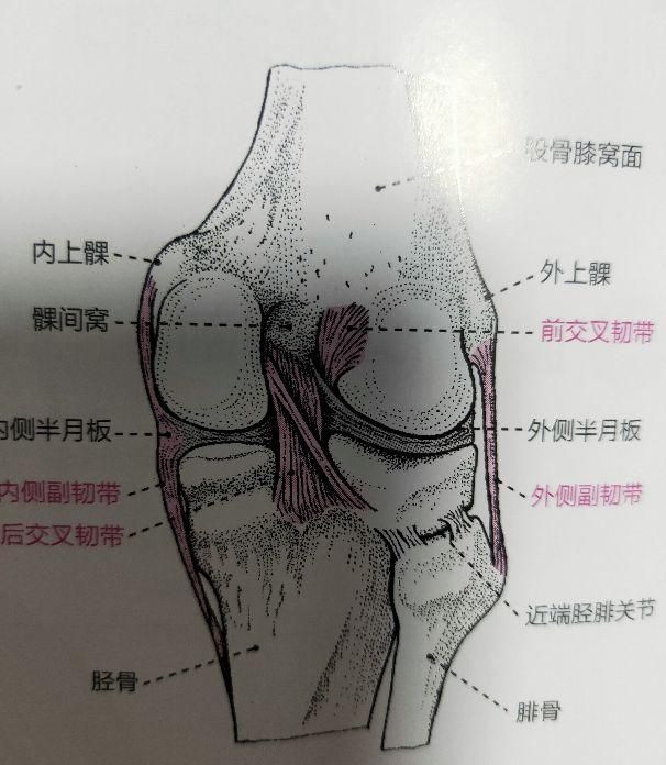 胫骨骨在哪里(胫骨远端在哪里)